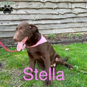 Stella, Chocolate Labrador Retriever Puppy